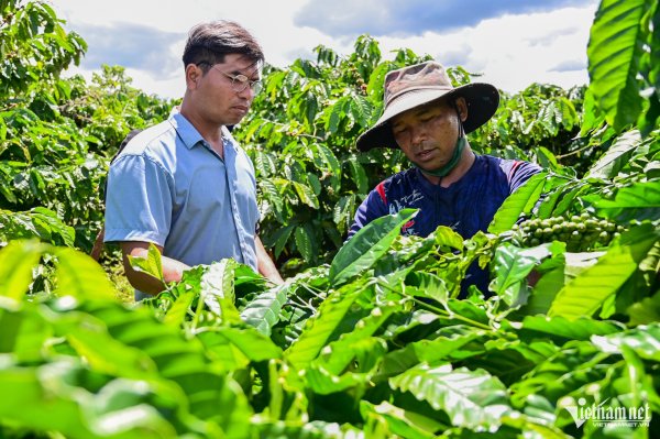 Việt Nam đạt 2025 mục tiêu xuất khẩu cà phê chỉ trong sáu tháng